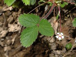 Rosaceae - Potentilla micrantha.JPG