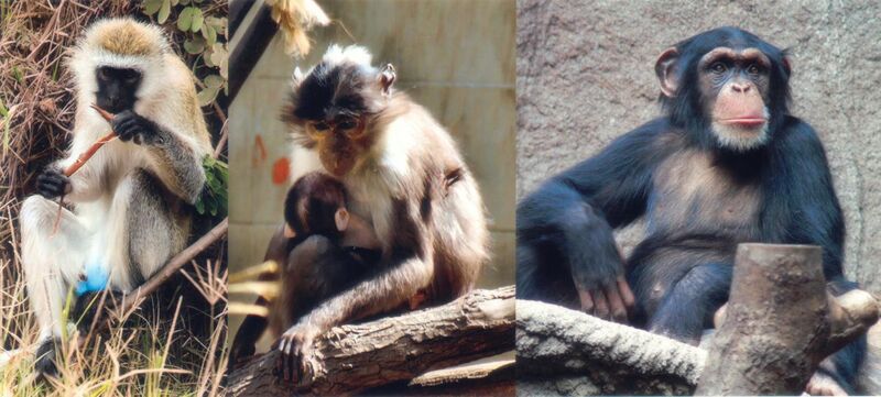 File:SIV primates.jpg
