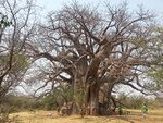 Sagole Baobab.jpg