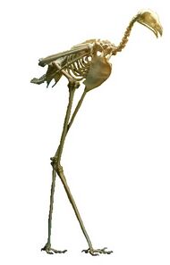 skeleton of long-legged bird of prey