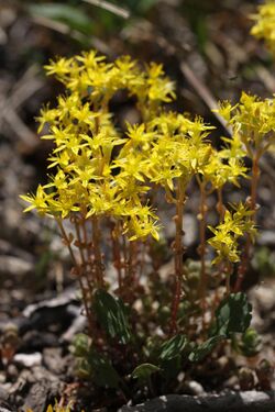 Sedum debile 01.jpg