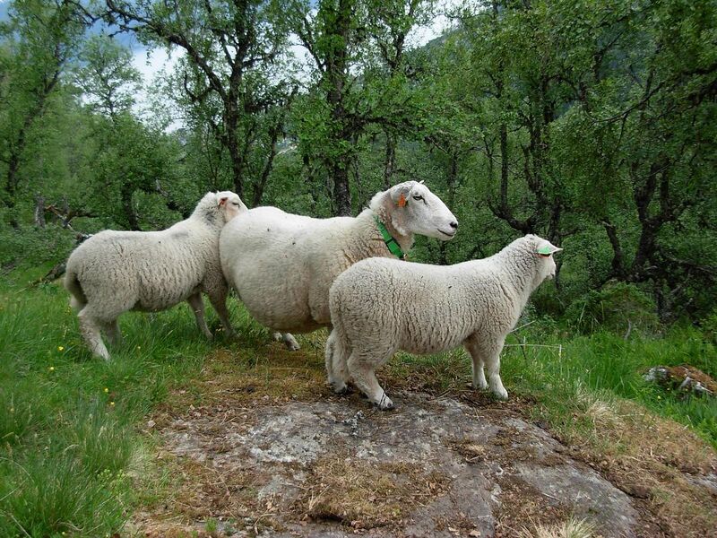 File:Sheep norwegian dala.jpg