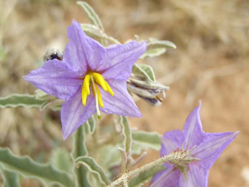 File:Solanum elaeagnifolium.jpg