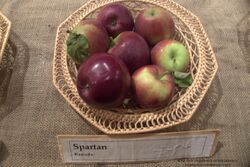 Spartan Apple.jpg