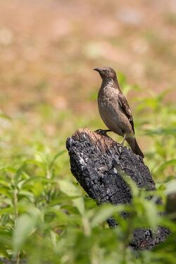 Spot Winged Starling Female.jpg