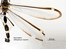Stilbopteryx napoleo.jpg