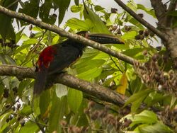 Stripe-billed Aracari - Ecuador (1) (15788726733).jpg