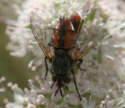 Tachinidae (possibly Linnaemya sp.) in Scotland.jpg