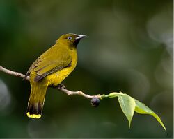 The Andaman Bulbul.jpg