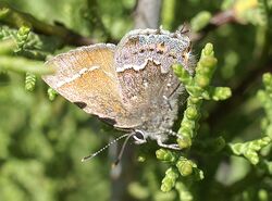 Thorne's hairstreak butterfly on Tecate cypress.jpg