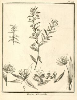 Tonina fluviatilis Aublet 1775 pl 330.jpg