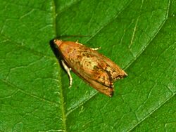 Tortricidae - Cydia amplana.-1.JPG