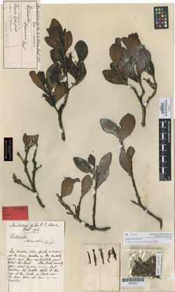 Herbarium specimen of "Trilepidea adamsii"