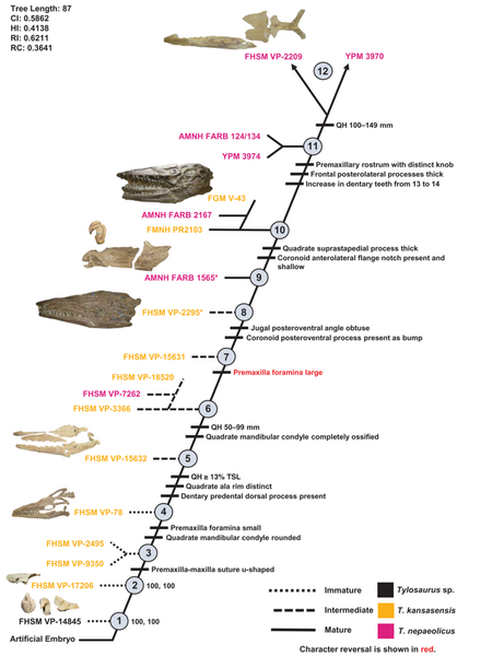 File:Tylosaurus nepaeolicus kansasensis ontogram.png