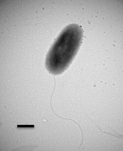 Undibacterium amnicola.jpg