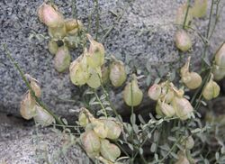 Whitneys locoweed Astragalus whitneyi pods.jpg