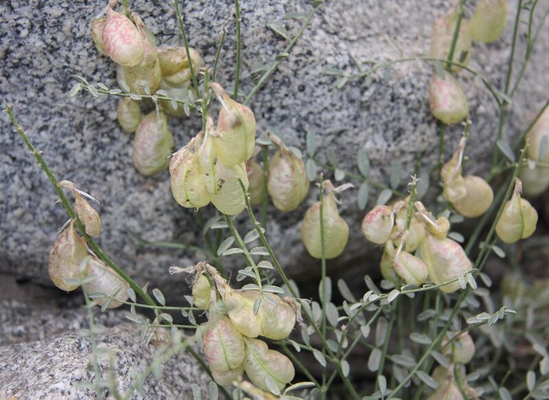 File:Whitneys locoweed Astragalus whitneyi pods.jpg
