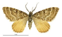 Xanthorhoe bulbulata male.jpg