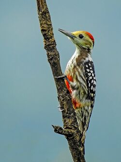 Yellow-crowned woodpecker (Leiopicus mahrattensis) by Shantanu Kuveskar.jpg