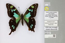 013376891 Graphium kosii Muller & Tennent 1999 PT.jpg