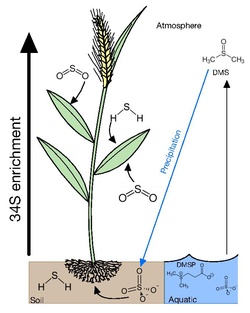 32S-34S isotope fractionation in plant sulphur.pdf