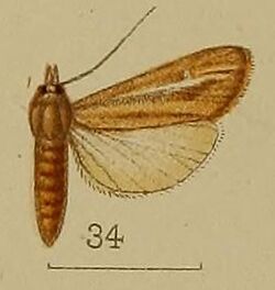 34-Prorophora dialeuca Hampson, 1912.JPG