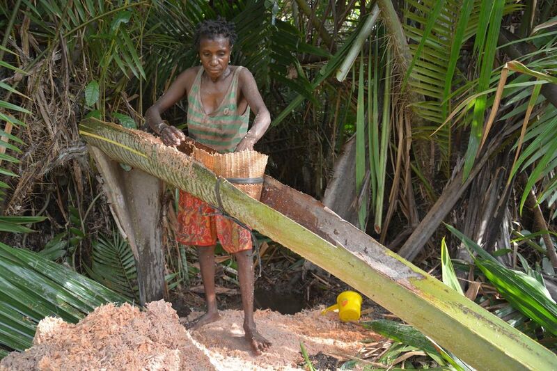 File:A Papuan woman extracts starch sago from the spongy center of the palm stems. (17821831174).jpg