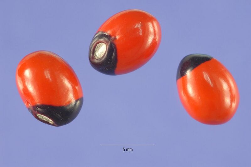 File:Abrus precatorius seeds.jpg