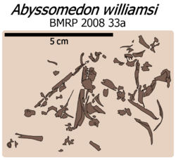 Abyssomedon fossil illustration.png