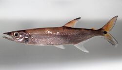 Acestrorhynchus microlepis.jpg