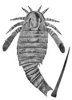 Adelophthalmus fossil.png