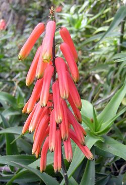 Aloe ciliaris 11.jpg