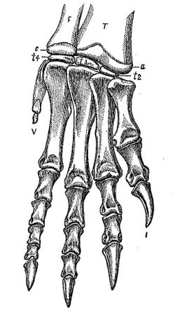 Ammosaurus major.jpg