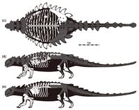 Ankylosaurid skeleton MPC-D 100 1359.jpg