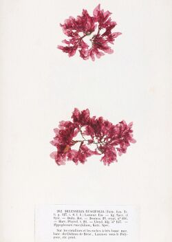 Apoglossum ruscifolium Crouan.jpg