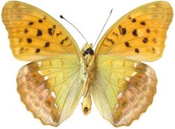 Argyronome ruslana mounted ventral side.jpg