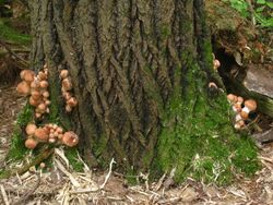Several clusters of light brown mushrooms growing in moss on the base of a large tree.