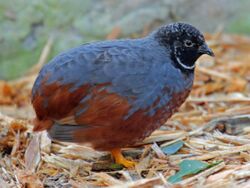 Asian Blue Quail RWD.jpg