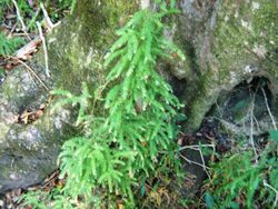 Asparagus scandens afrotemperate forest CapeTown2.jpg