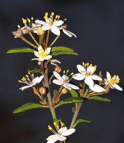 Asterolasia drummondii.jpg