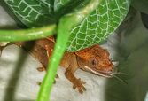 Baby crested gecko.jpg