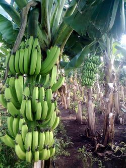 Banana farm Chinawal.jpg