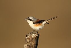 Bay-backed Shrike, India, by David Raju.jpg