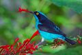 Black-faced Dacnis (Dacnis lineata).jpg