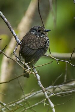 Black-streaked Puffbird - Manu NP 9768.jpg