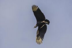 Black vulture (Coragyps atratus brasiliensis) in flight Copan.jpg