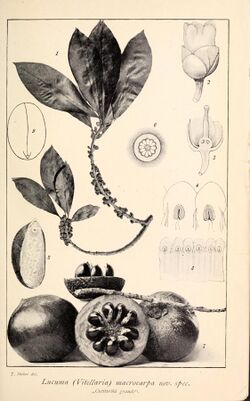 Boletim do Museu Paraense de Historia Natural e Ethnographia (Museu Goeldi) (1902) (20378440292).jpg