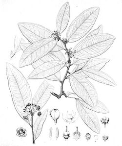 Brackenridgea nitida Gray 1854 t42, crop.jpg