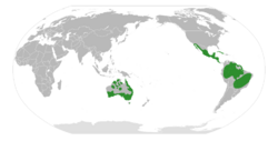 Brongniartieae Distribution Map.svg