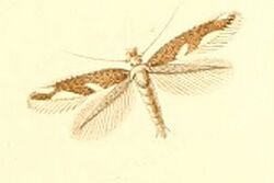 Bucculatrix albiguttella.jpg